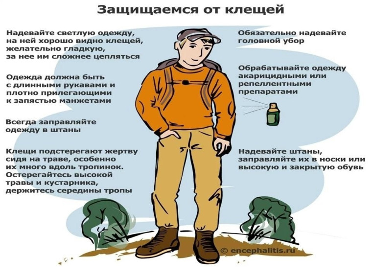 «Горячая линия» по профилактике клещевого энцефалита.